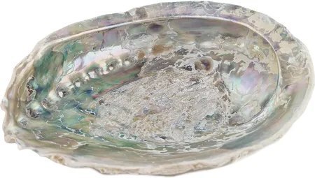 MUSZLA Paua Abalone z Nowej Zelandii - do palenia ziół