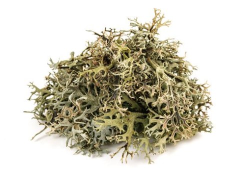 Płucnica / Porost Islandzki (50g)