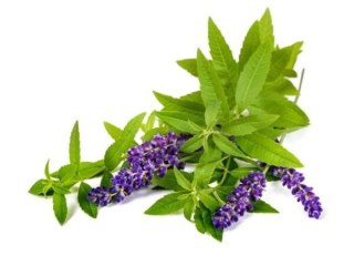 Werbena BIO Herbatka (150g)